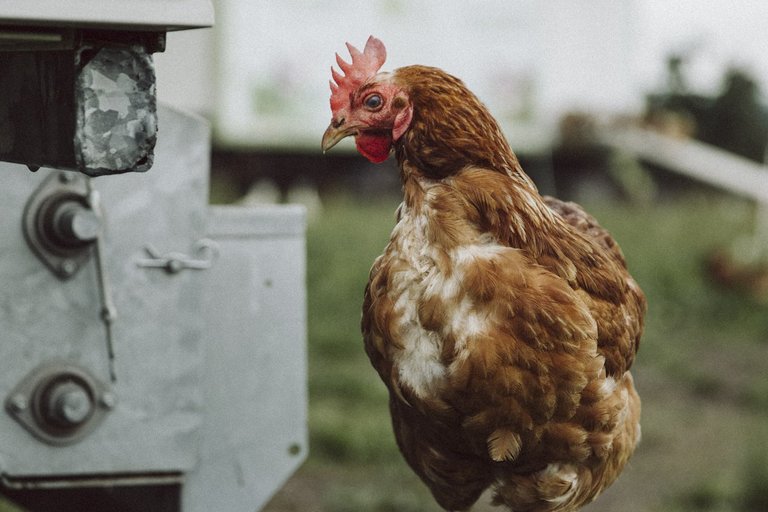 Huhn auf Traktor